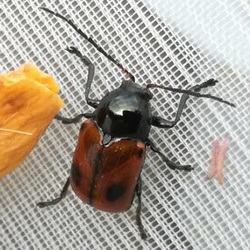 Cryptocephalus coryli Cryptocephalus coryli